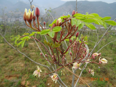 辣木花