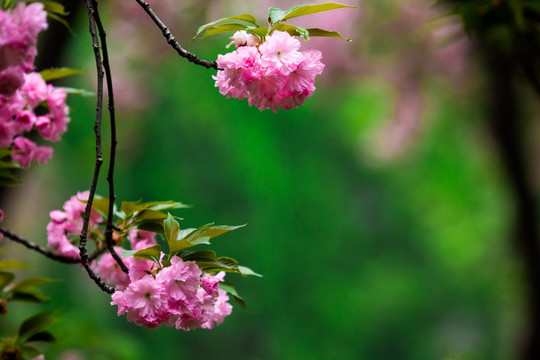 樱花