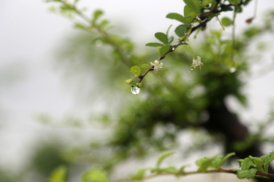 雨后 水滴 春天的景色 生机