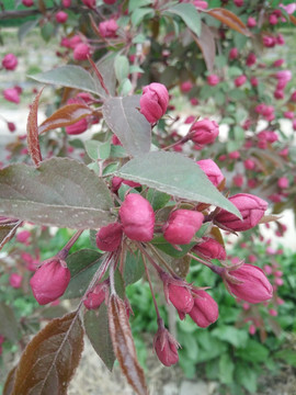 长寿果花实拍