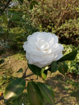 茶花 白茶花