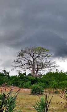 乌云下的非洲猴面包树