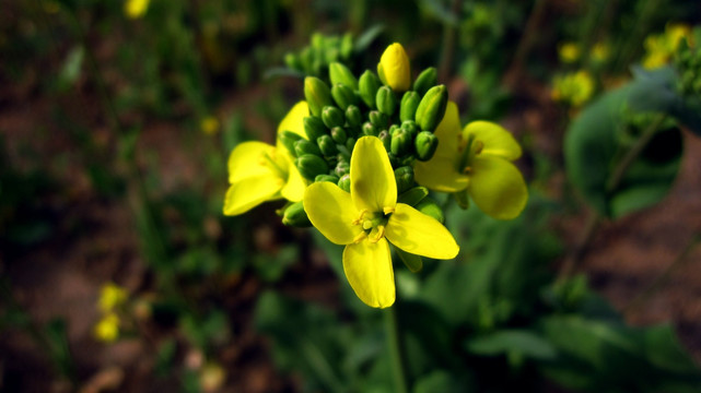 油菜花芯