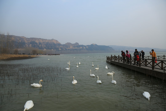 三门峡观鹅