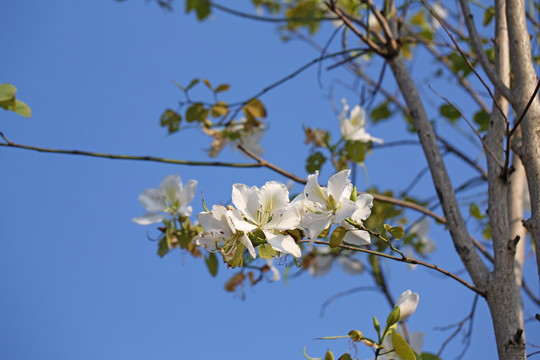 白色的花