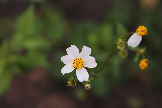 野菊