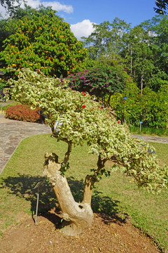 斑叶叶子花 三角花