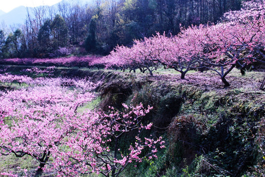 桃花