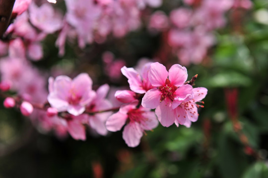 桃花特写