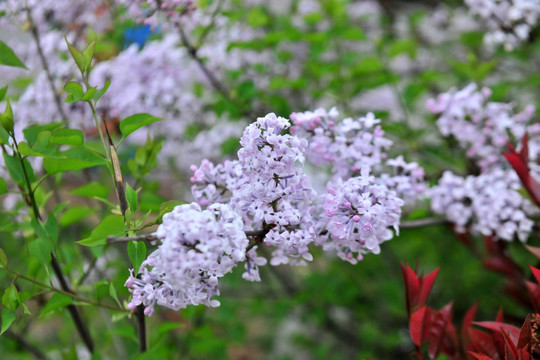 丁香花 紫色花