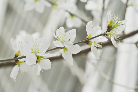 山桃花假桃花野桃花