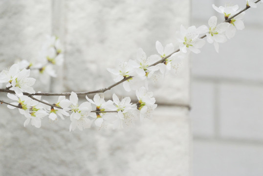 山桃花假桃花野桃花