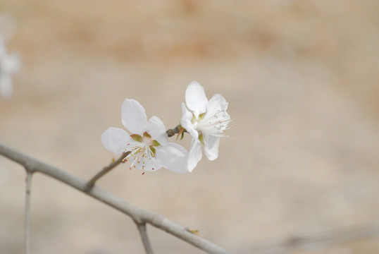 山桃花假桃花野桃花