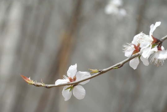 山桃花假桃花野桃花