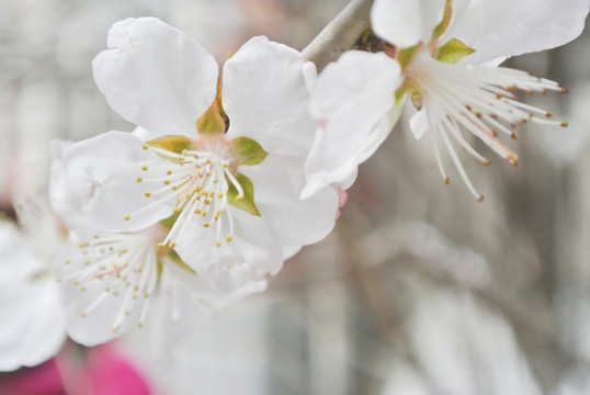 山桃花假桃花野桃花