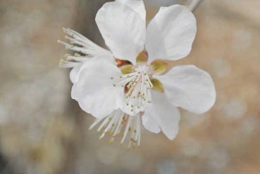 山桃花假桃花野桃花