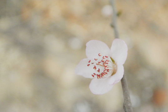 山桃花野桃花假桃花