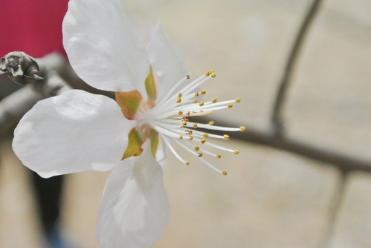 山桃花野桃花假桃花