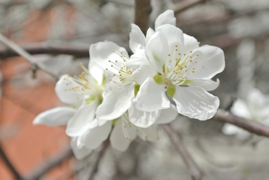 山桃花野桃花假桃花