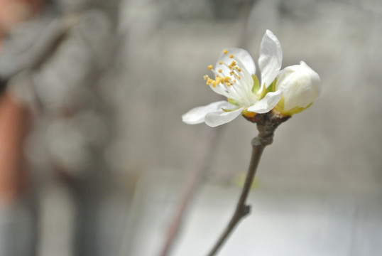 山桃花