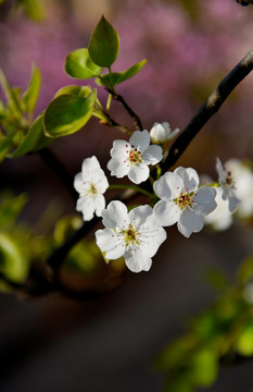 梨花 梨树