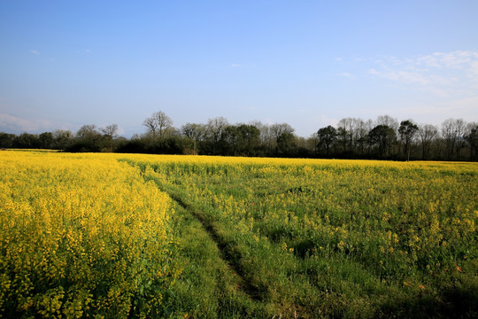 油菜花 田野 风景