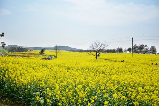 油菜花田