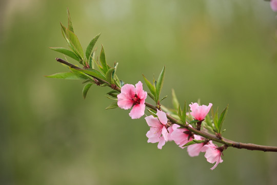 桃花