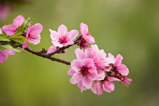 桃花