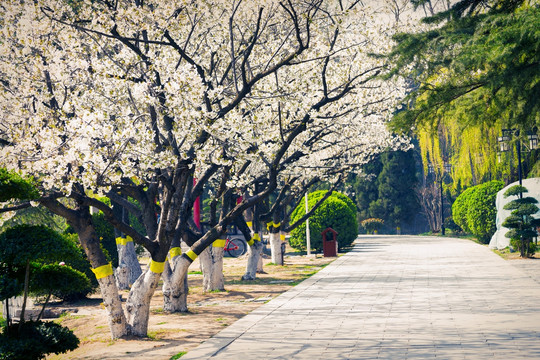 樱花大道