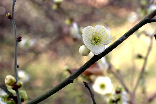 野花 花朵 花蕊 特写 花瓣