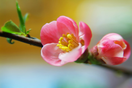 海棠 唯美 花蕊 特写 海棠花