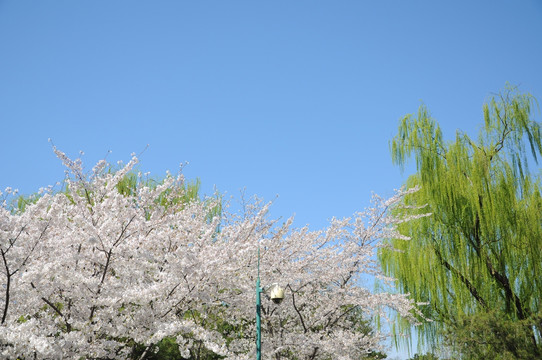 绿色垂柳伴樱花