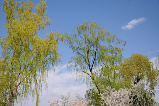 绿色垂柳伴樱花