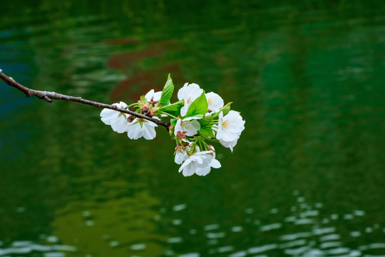 一枝樱花