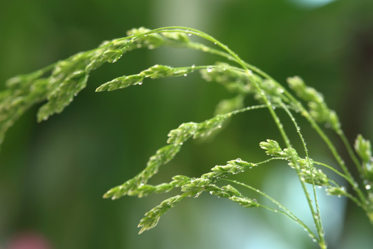 野草 微距摄影