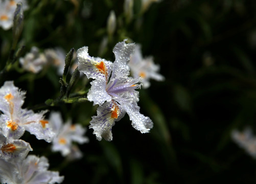 雨中的盛开的扁竹花