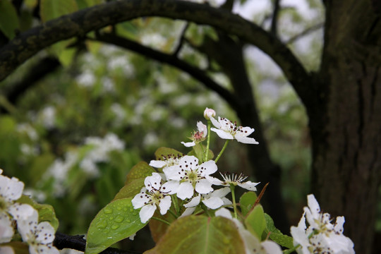 雨雾中盛开的梨花