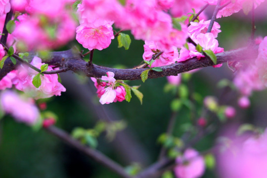 花枝