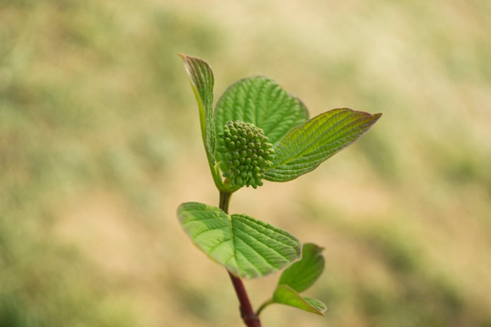 绿色植物特写