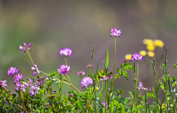 紫云英 苕籽花