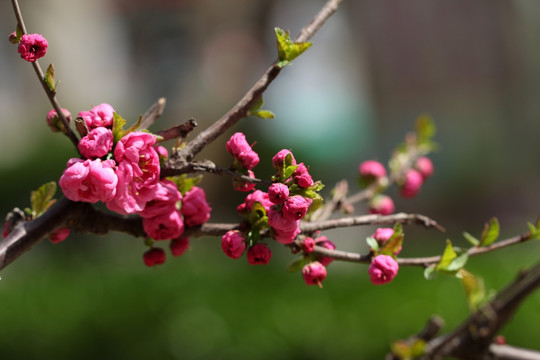 桃花