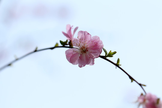 一枝桃花