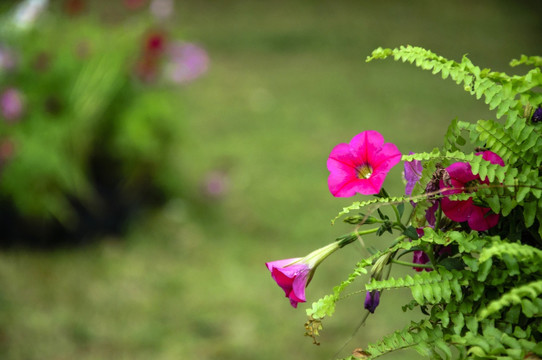 牵牛花