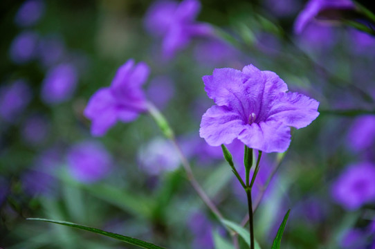 蓝花草 翠芦莉