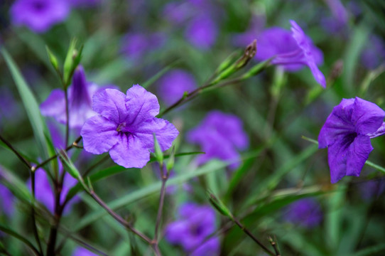 蓝花草 翠芦莉