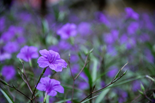 蓝花草 翠芦莉