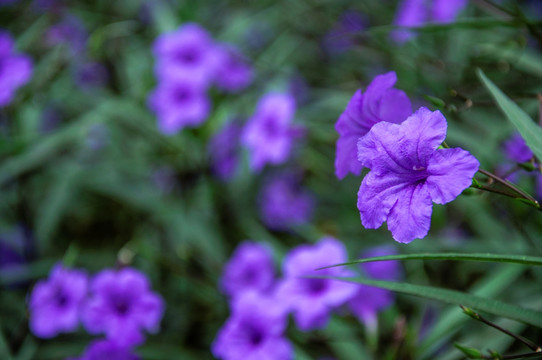 蓝花草 翠芦莉