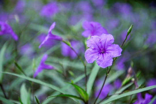 蓝花草 翠芦莉