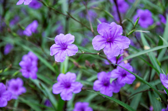 蓝花草 翠芦莉